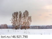 Зимний пейзаж с берёзами и заснеженными полями. Искитимский район Новосибирской области. Западная Сибирь России. Стоковое фото, фотограф Евгений Мухортов / Фотобанк Лори