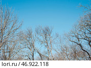 Ветки деревьев на фоне неба. Лиственный лес. Tree branches against the sky. Deciduous forest. Стоковое фото, фотограф Ольга Митряева / Фотобанк Лори