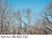 Ветки деревьев на фоне неба. Лиственный лес. Tree branches against the sky. Deciduous forest. Стоковое фото, фотограф Ольга Митряева / Фотобанк Лори