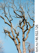 Ветки деревьев на фоне неба. Лиственный лес. Tree branches against the sky. Deciduous forest. Стоковое фото, фотограф Ольга Митряева / Фотобанк Лори