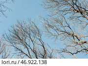 Ветки деревьев на фоне неба. Лиственный лес. Tree branches against the sky. Deciduous forest. Стоковое фото, фотограф Ольга Митряева / Фотобанк Лори