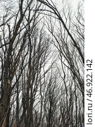 Ветки деревьев на фоне неба. Лиственный лес. Tree branches against the sky. Deciduous forest. Стоковое фото, фотограф Ольга Митряева / Фотобанк Лори