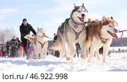 KAMCHATKA, YELIZOVO, RUSSIA - MAR, 2018: Kamchatka Sled Dog Racing. Редакционное фото, фотограф David Kashakhi / Фотобанк Лори