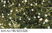 Close up top view of many small flowers with white buds growing in a summer field. Стоковое фото, фотограф David Kashakhi / Фотобанк Лори