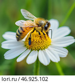 Bee Pollinates Daisy Flower in Bright Green Field During Sunny Day. Стоковое AI-изображение, AI-художник Юлия Гапеенко / Фотобанк Лори