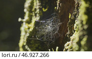 Large spiderweb , on a tree, on morning dew, with natural background, very solid cobweb. Стоковое фото, фотограф David Kashakhi / Фотобанк Лори