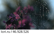 A kind of small purple flowers on which the spider creates a spiderweb and sits in it. Стоковая иллюстрация, иллюстратор David Kashakhi / Фотобанк Лори