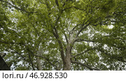 Bottom view of the tree trunk and big branches with lush green leaves on cloudy sky background. Стоковое фото, фотограф David Kashakhi / Фотобанк Лори