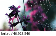 A small spider sits on its web next to a purple small orchid. Стоковое фото, фотограф David Kashakhi / Фотобанк Лори