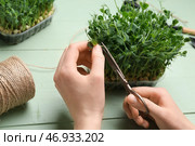 Женщина режет свежую зелень на зеленом деревянном фоне, крупным планом. Стоковое фото, фотограф Pixel_shot / Фотобанк Лори
