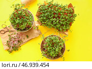 Композиция со свежей микрозеленью на желтом фоне. Стоковое фото, фотограф Pixel_shot / Фотобанк Лори