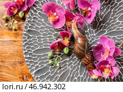 Гигантская улитка ахатина и цветы на тарелке. Стоковое фото, фотограф Pixel_shot / Фотобанк Лори
