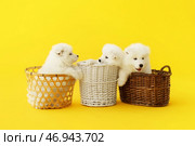 Симпатичные щенки самоеда в корзинах на цветном фоне. Стоковое фото, фотограф Pixel_shot / Фотобанк Лори