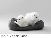 Симпатичные щенки самоеда с кроваткой на сером фоне. Стоковое фото, фотограф Pixel_shot / Фотобанк Лори