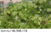 Protect net stretched over a bush of fruit crops to protect cassis blackcurrant berries from birds. Preservation of a harvest rich in vitamin C. Fresh food ecological garden, Summer season. Стоковое видео, видеограф Елизавета Малкова / Фотобанк Лори