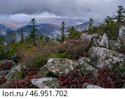 Повторное цветение рододендрона осенью. Стоковое фото, фотограф Кузнецов Александр / Фотобанк Лори