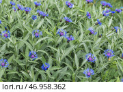 blue mountain cornflower in sprin. Стоковое фото, фотограф Ольга Сейфутдинова / Фотобанк Лори