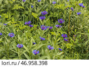 blue mountain cornflower in sprin. Стоковое фото, фотограф Ольга Сейфутдинова / Фотобанк Лори