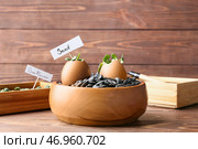 Тег со словом SEED и молодые растения в яичной скорлупе на деревянном фоне. Стоковое фото, фотограф Pixel_shot / Фотобанк Лори