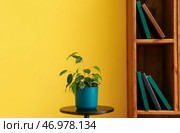 Фикус Бенджамина в горшке на столе и стеллаже с книгами возле цветной стены в комнате. Стоковое фото, фотограф Pixel_shot / Фотобанк Лори