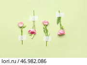 Розовые цветы ранункулюса с клейкой лентой на зеленом фоне. Стоковое фото, фотограф Pixel_shot / Фотобанк Лори