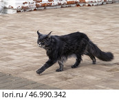 Внутренний двор Николо-Пешношского монастыря со спокойным важным котом, гуляющим  на фоне старинной стены. Стоковое фото, фотограф Сергей Никифоров-Гордеев / Фотобанк Лори