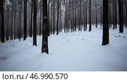 Winter forest with snow covered trees and slowly falling snowflakes. Стоковое фото, фотограф David Kashakhi / Фотобанк Лори