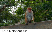 A wild monkey on a stone wall in Nepal Kathmandu, Asia. Стоковое фото, фотограф David Kashakhi / Фотобанк Лори
