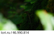 Natural background with green nature and lizard. Стоковое фото, фотограф David Kashakhi / Фотобанк Лори