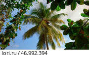 Palm trees in tropical jungle forest in a sunny day. Стоковое фото, фотограф David Kashakhi / Фотобанк Лори