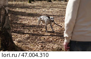 A man enjoys nature with his dalmatian, playing joyfully in the woods. Стоковое фото, фотограф David Kashakhi / Фотобанк Лори