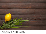 Четыре вида (лулав, хадас, арава, этрог) как символы праздника Суккот на коричневом деревянном фоне. Стоковое фото, фотограф Pixel_shot / Фотобанк Лори