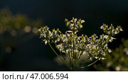 Insects and midges fly over summer field grass. Стоковое фото, фотограф David Kashakhi / Фотобанк Лори