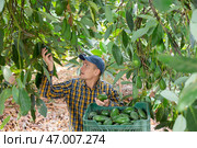 Positive gardener picking avocados from green leafy tree. Стоковое фото, фотограф Яков Филимонов / Фотобанк Лори