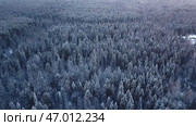 The highest fir trees standing at sunset and frozen from subzero weather and snow. Стоковое фото, фотограф David Kashakhi / Фотобанк Лори