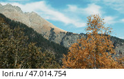 Yellow bright autumn birch tree and mountain on the background. Стоковое фото, фотограф David Kashakhi / Фотобанк Лори