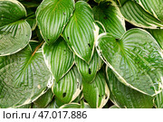 Green white leaves of Hosta in garden close-up. Genus of perennial herbaceous plants of asparagus family. Shade-tolerant foliage in gardening and landscape design. Natural floral ornament. Стоковое фото, фотограф Ирина Михайличенко / Фотобанк Лори