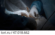 Close up of professional surgeons cauterizing an open wound during medical procedure. Стоковое фото, фотограф David Kashakhi / Фотобанк Лори