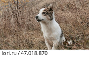 Cute stray dog enjoying food and chewing. Стоковое фото, фотограф David Kashakhi / Фотобанк Лори