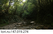 A stony path in a forest on a sunny day. Стоковое фото, фотограф David Kashakhi / Фотобанк Лори