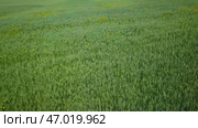 A Beautiful Lush Green Grass Field for Various Enjoyable Outdoor Activities and Relaxation. Стоковое фото, фотограф David Kashakhi / Фотобанк Лори