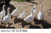 A beautiful line of white geese gracefully walking together on a peaceful farm setting. Стоковое фото, фотограф David Kashakhi / Фотобанк Лори
