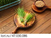 Свежий пырей и семена в миске на деревянном фоне. Стоковое фото, фотограф Pixel_shot / Фотобанк Лори