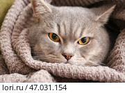 Милый серый котик в теплой клетке дома. Стоковое фото, фотограф Pixel_shot / Фотобанк Лори