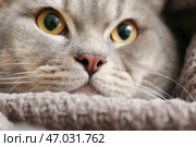 Милый серый котик в теплой клетке дома. Стоковое фото, фотограф Pixel_shot / Фотобанк Лори