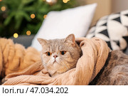 Милый кот с теплым свитером на софе. Концепция отопительного сезона. Стоковое фото, фотограф Pixel_shot / Фотобанк Лори