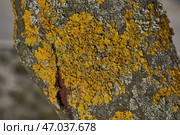 Wall Xanthoria (lat. Xanthoria parietina) is a lichen of the Telochistaceae family, a species of the Xanthoria genus on the bark of a tree. Стоковое фото, фотограф Андрей Жигальцов / Фотобанк Лори