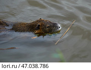 Nutria swimming in a lake, close-up, summer, animals in the south of France. Стоковое фото, фотограф Иван Грушевич / Фотобанк Лори