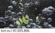 Fresh Blueberries Dancing and Splashing Delightfully in Water on a Black Background. Стоковое видео, видеограф Владимир Ковальчук / Фотобанк Лори