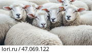 Flock of sheep grazes peacefully in a rustic farm setting alive with nature. Detailed closeup of brown and white sheep herd. Concept of sheep farming and herding. Open-air sheepfold. Farmhouse. Стоковое AI-изображение, AI-художник Евгений Демидюк / Фотобанк Лори